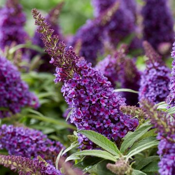 Buddleja Butterfly Candy Little Purple