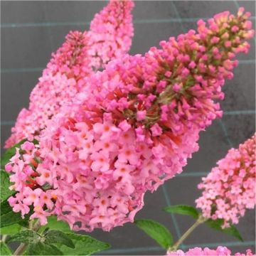 Buddleja davidii Pink Panther - Buddleia - Butterfly Bush