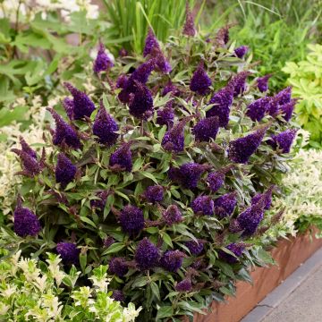 Buddleja Butterfly Candy Little Blackberry
