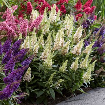 Buddleja Butterfly Candy Little White - Dwarf Buddleia Butterfly Bush