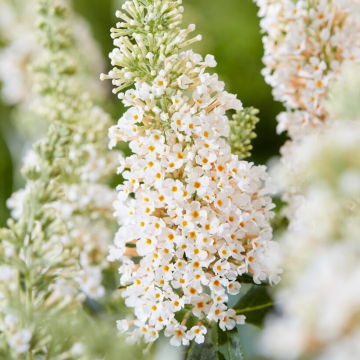Buddleja Buzz 'Ivory'