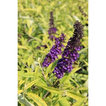 Buddleja davidii Magda's Gold Knight