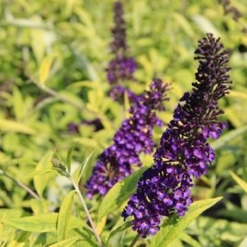 Buddleja davidii Magda's Gold Knight