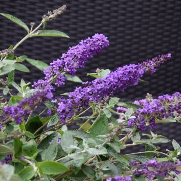 Buddleia Flutterby Free Petite Blue Heaven - Dwarf Buddleja Butterfly Bush