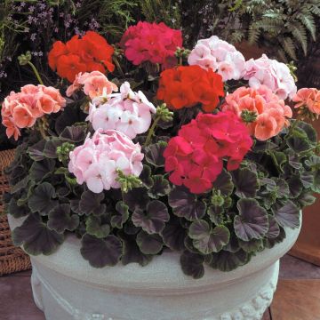 Geranium BullsEye Mixed - Pelargonium