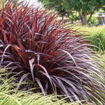 Cordyline Festival Burgundy