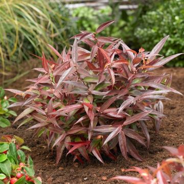 Leucothoe keiskei 'Burning Love' - Switch Ivy