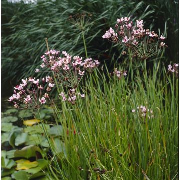 Complete Water Plant Pond Kit - Butomus