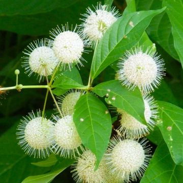 Cephalanthus occidentalis - Button Bush