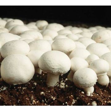 Button Mushroom Grow Kit - Produce your own Tasty Crops at Home