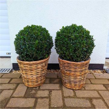WINTER SALE - Pair of Topiary Box BALLS with Stylish Cane Baskets - Perfect for Patios