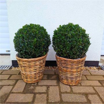 Pair of Topiary Box BALLS with Stylish Cane Baskets - Perfect for Patios