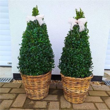 Pair of Topiary Box PYRAMIDS with Stylish Cane Baskets - Perfect for Patios