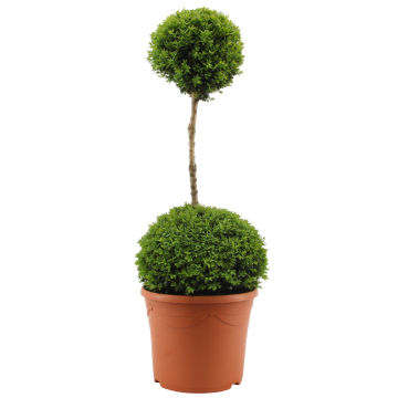 SPECIAL DEAL - Duo Ball Buxus Topiary - Specimen Plant