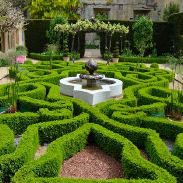 24 x Buxus sempervirens - Hardy Box for Hedging - 10cm-15cm tall established Plants