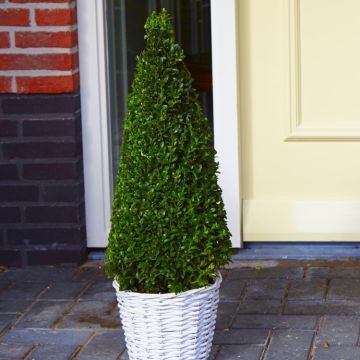 Contemporary Topiary Box Pyramid - Premium Quality Topiary Buxus - 100cm Pyramid