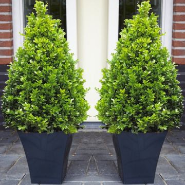 BLACK FRIDAY DEAL - Pair of Premium Quality Topiary Buxus PYRAMIDS with stylish contemporary Flared SLATE BLACK Planters
