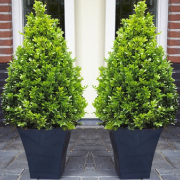 SPECIAL DEAL - Pair of Premium Quality Topiary Buxus PYRAMIDS with stylish contemporary Flared SLATE BLACK Planters