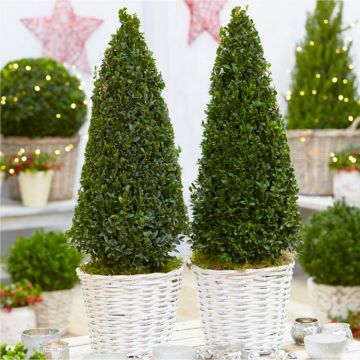 Pair of Buxus Pyramids in Grey-White Baskets