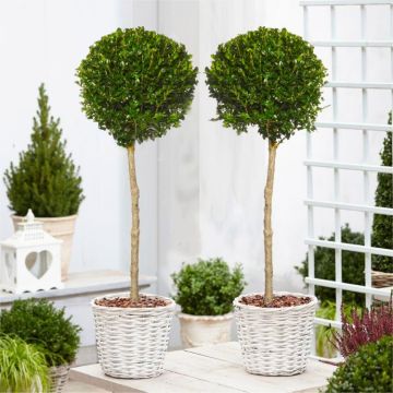 PAIR of Topiary Evergreen Buxus Lollipop Standard Trees - Stylish Contemporary Box Ball Lollipop Trees 80-100cm