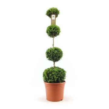 Quatro Ball Buxus Topiary - Large Specimen Plant