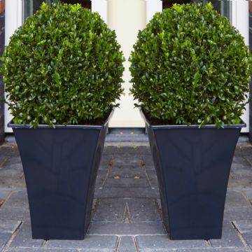 Pair of Premium Quality Topiary Buxus BALLS with stylish contemporary Flared SLATE BLACK Planters