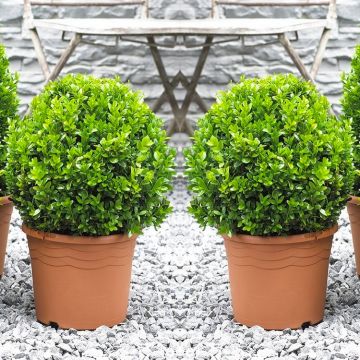 Pair of Premium Quality Topiary Buxus BALLS - Stylish Contemporary Box Ball PLANTS - MEDIUM