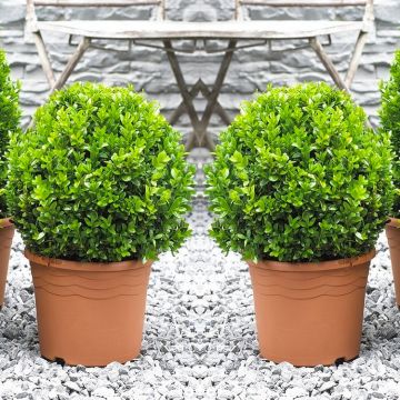 PAIR of MINI Topiary Buxus BALLS - Stylish Contemporary Box Ball PLANTS