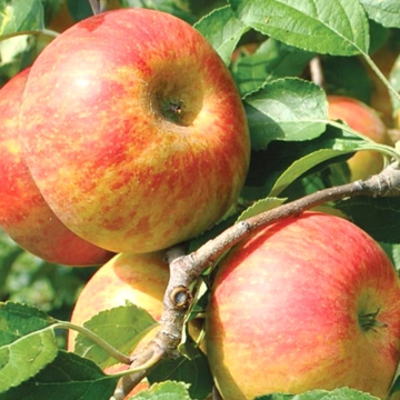 Apple Tree - Cox's Self Fertile (MM106) - 150cm