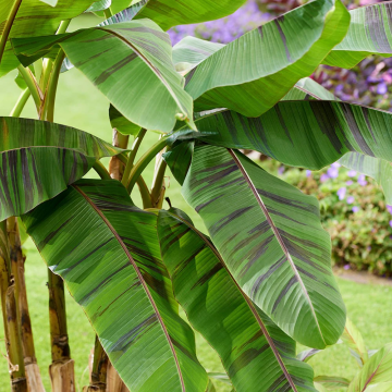 Musa sikkimensis ‘Ever Red’ - Hardy Darjeeling Banana
