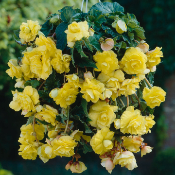 Begonia Cascade Yellow 