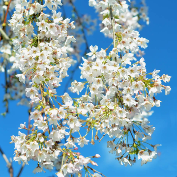 Prunus Snow Showers - Cherry Blossom Tree - 160cm