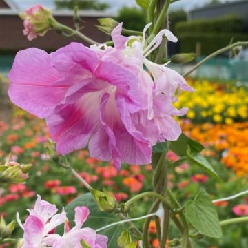 Ipomoea Tutu - Morning Glory Climbing Vine