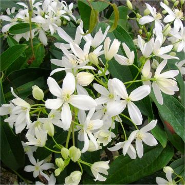 Clematis armandii - Fragrant Evergreen Spring Flowering Clematis - Pack of TWO Plants
