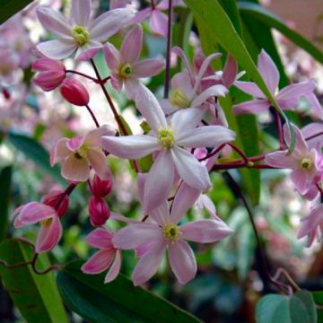 Clematis armandii Apple Blossom - Scented Evergreen Spring Flowering Clematis