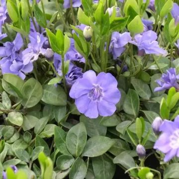 Vinca minor 'Azura Flora Plena' - Double-flowered Azure Periwinkle 