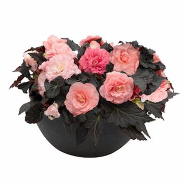 Begonia Non Stop Mocca Light Pink Shades