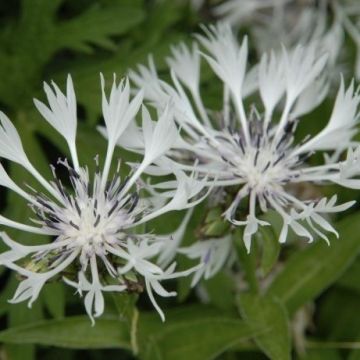 Centaurea montana 'Alba' - Centurea