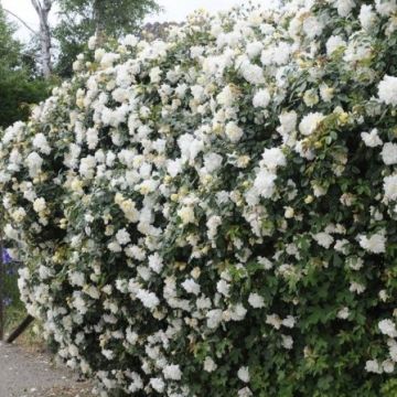 Rose Swan Lake - Climbing Rose