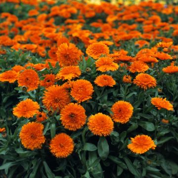 English Marigold - Calendula officinalis 'Candyman Orange'