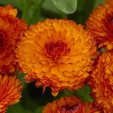 English Marigold - Calendula officinalis 'Neon'