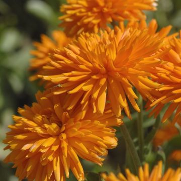 English Marigold - Calendula officinalis 'Porcupine Orange'
