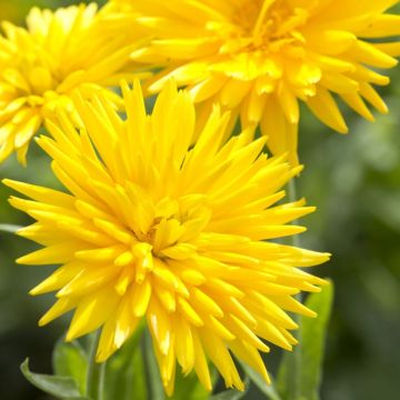 English Marigold - Calendula officinalis 'Porcupine Yellow'