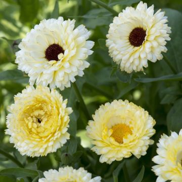 English Marigold - Calendula officinalis 'Ivory Princess' - In Bud & Bloom