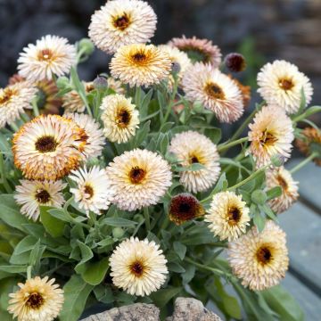 English Marigold - Calendula officinalis 'Pygmy Buff' - In Bud & Bloom