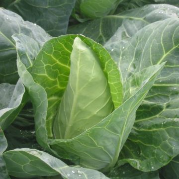 Cabbage 'Dutchman' - Pack of TWELVE Plants
