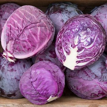 Cabbage 'Red Jewel' - Pack of TWELVE Plants