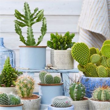 SPECIAL DEAL - Pack of THREE Cactus Plants in Assorted Cacti varieties