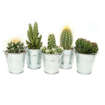 Collection of Cacti in Zinc buckets - THREE different Cactus Plants