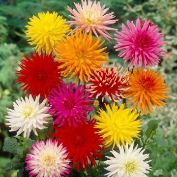 Dahlia Cactus Mixed - Pack of THREE